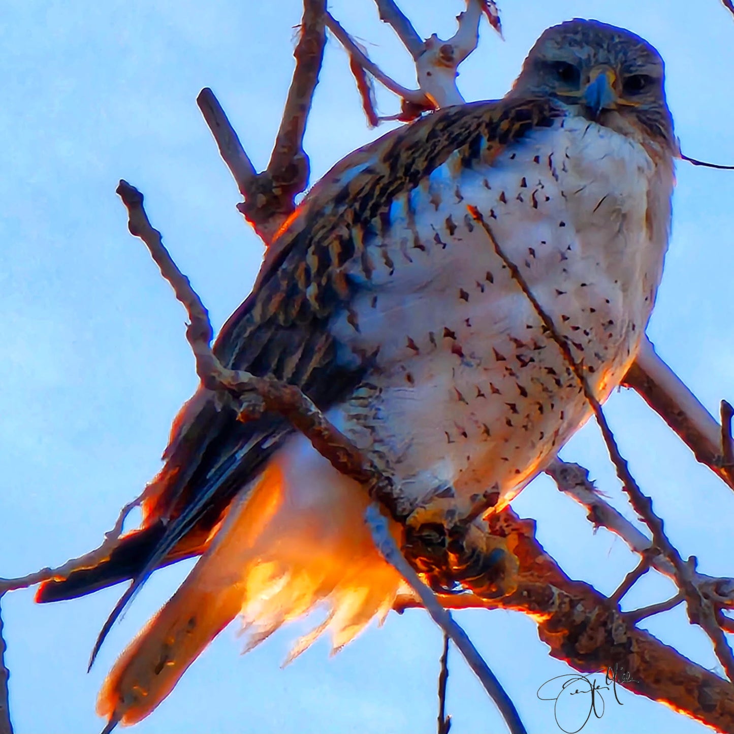 Ferruginous Hawk Canvas Print (Photography by Jennifer)